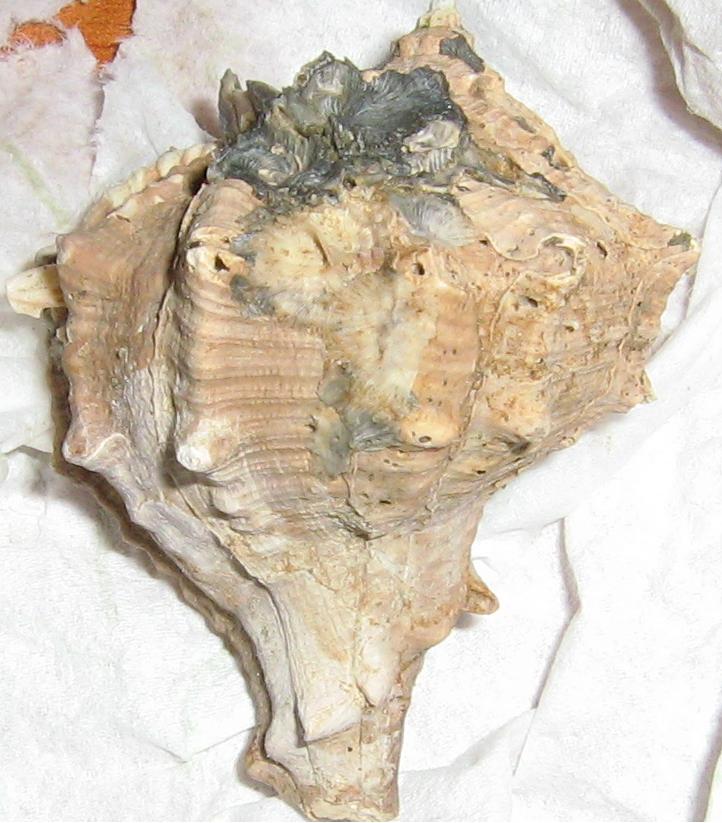 lavaggio e restauro dei ritrovamenti di oggi